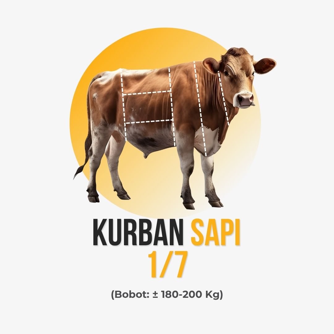 Sapi 1/7